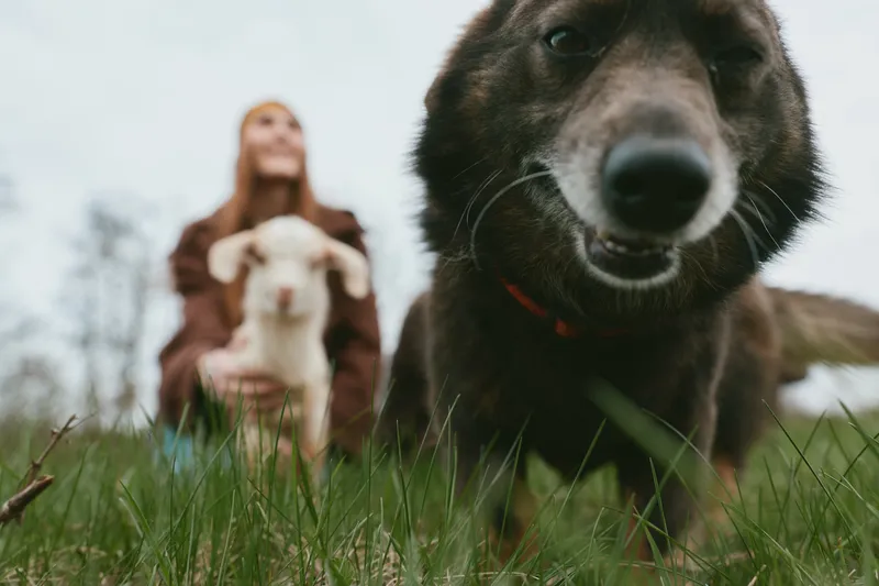 Dog in foreground with curious expression on grass, outdoor scene with a person and a goat kid in the background, portraying a warm lifestyle moment of companionship and nature and harmony