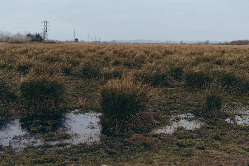 Countryside rural landscape, wide field meadow with grass and scattered shrubs, small puddles on muddy ground, overcast sky, quiet outdoor nature lifestyle moment, spring air