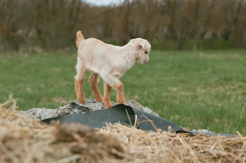 Young white baby goat stands on a rock in a green field with dry grass in the foreground under a cloudy sky in a natural outdoor lifestyle setting.