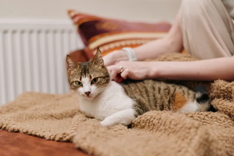 Woman lifestyle indoors, lying on sofa, gently pets a domestic cat resting on a soft blanket, cozy home interior, warm natural daylight, tabby cat, calm affectionate moment