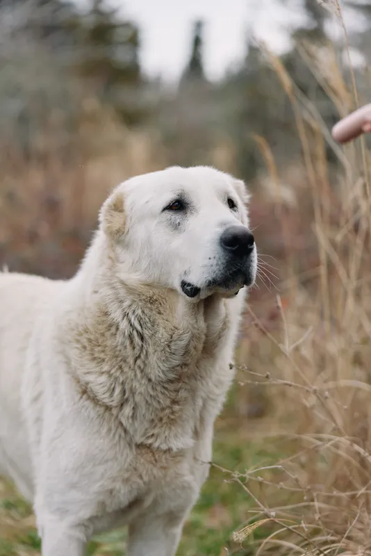 Dog portrait in a grassy field, a white fluffy canine gazes ahead as a hand offers gentle contact, natural outdoor setting showing calm and friendly mood.