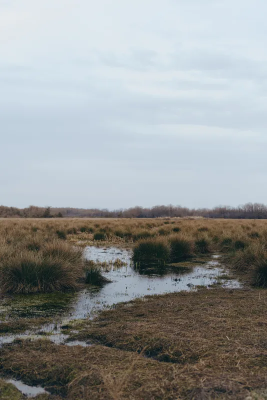 Nature landscape shows a wetland marsh with a river, brown grasses, and cloudy sky. Outdoor calm atmosphere, soft overcast light, tranquil scenery, environment concept.