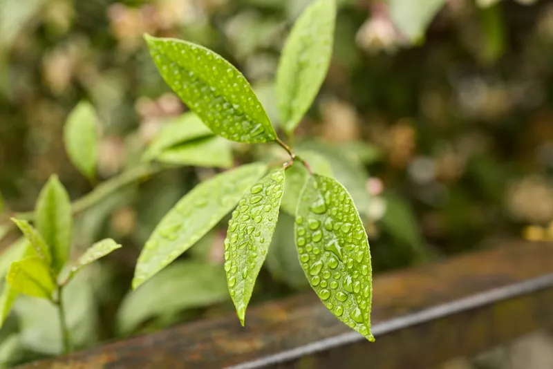 Closeup of vibrant green leaves with water droplets resting on a wooden railing, capturing a fresh outdoor moment. Emphasizes nature, moisture, calm mornings, and relaxation and wellbeing