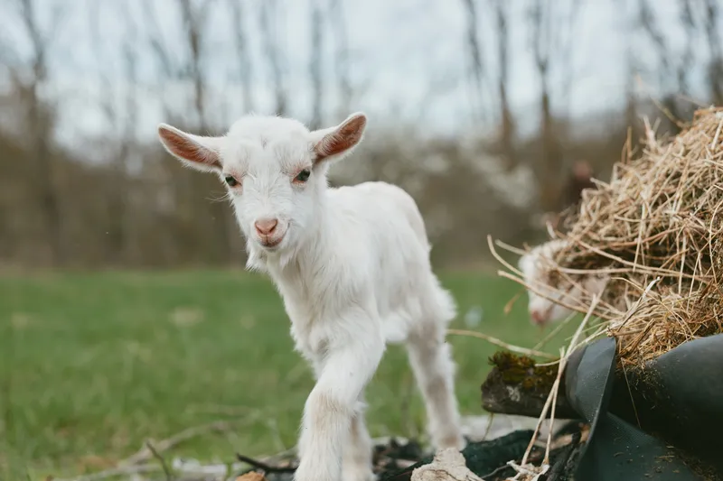 A young goat kid stands near scattered hay in a rural farm setting, sunlit grass in the background. A candid lifestyle moment highlighting curiosity, farm life, and the simple charm of animals