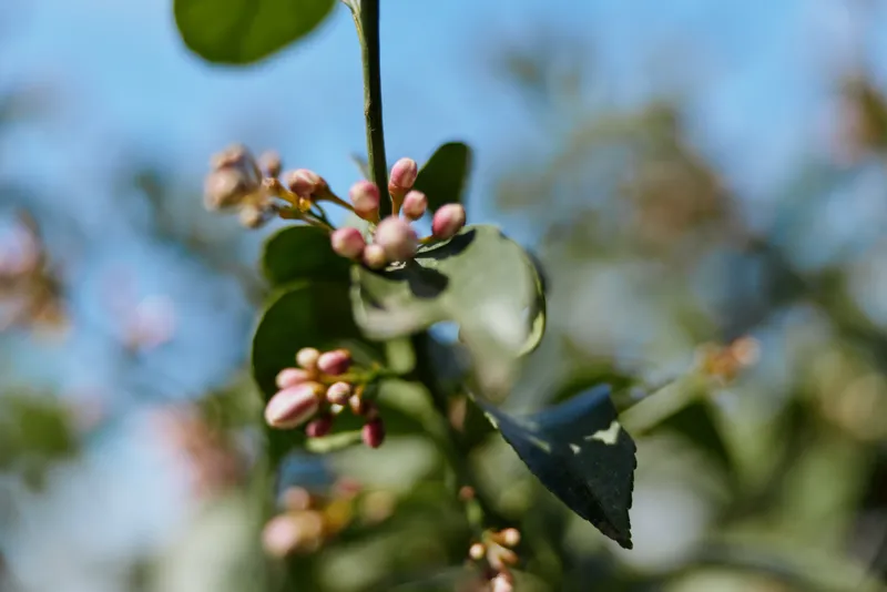 Closeup of budding flowers on a slender branch, soft background, natural light, fresh spring mood, nature scene showcasing delicate textures and subtle colors in a garden setting