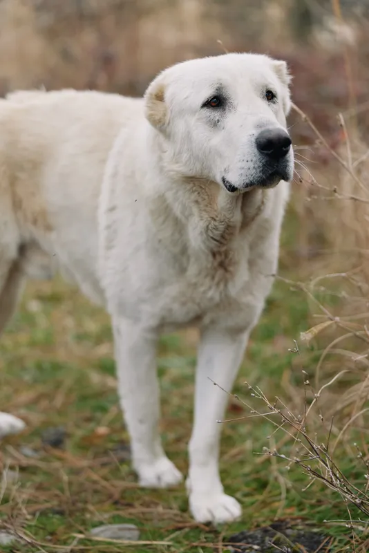 Dog, white, canine, animal, pet standing in a grassy field, observing surroundings with calm stance and gentle gaze in natural outdoor setting