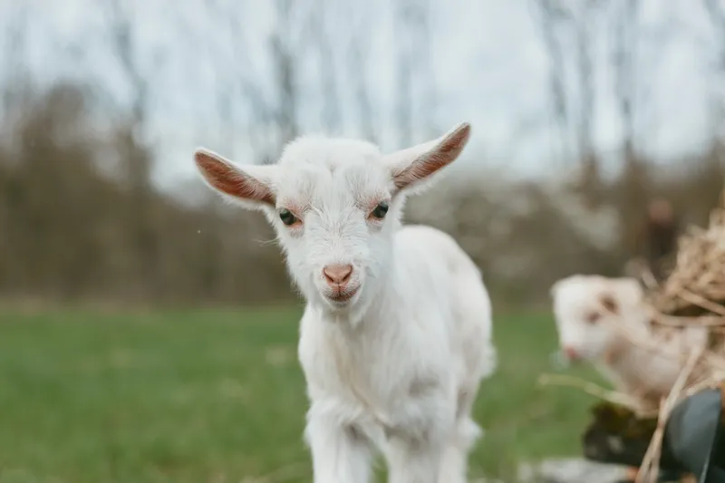 A young white baby goat stands on green grass looking directly at the camera in a natural outdoor setting during a calm spring day with soft light.