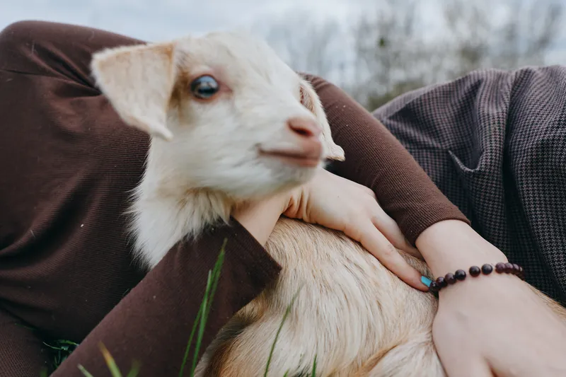 A gentle goat kid is held close by a human in brown sleeves in a grassy outdoors setting, showing companionship, care, and rustic farm life in a calm, sunlit moment.