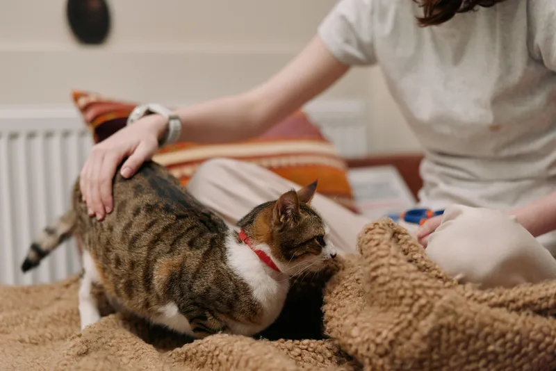 Woman lifestyle cat couch home domestic pet relaxation affectionate petting with gentle hands while a tabby feline rests on a cozy blanket on an indoor couch, soft fur comfort.