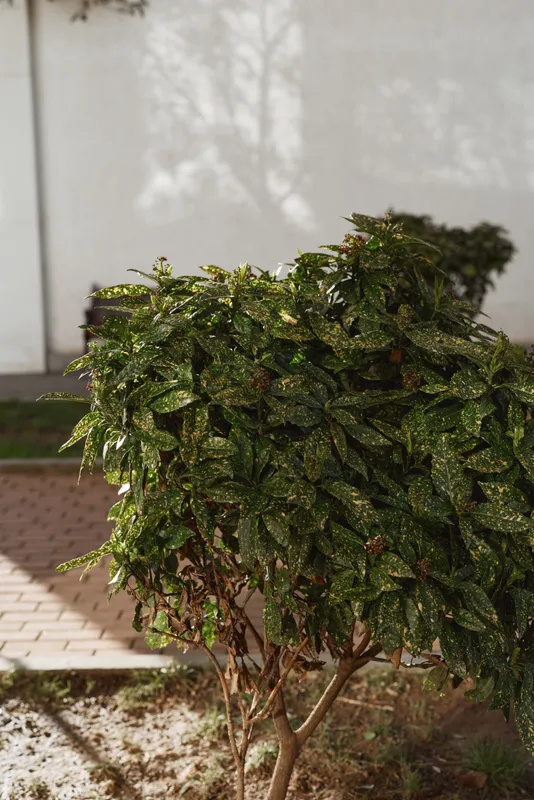A small green shrub with variegated leaves stands in sunlight near a paved path against a plain white wall in an outdoor garden setting.