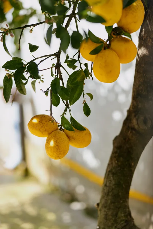 Ripe lemons hang from a sunlit lemon tree, vibrant yellow fruit contrasting with green leaves, capturing a fresh garden moment and the concept of homegrown citrus and outdoor living.
