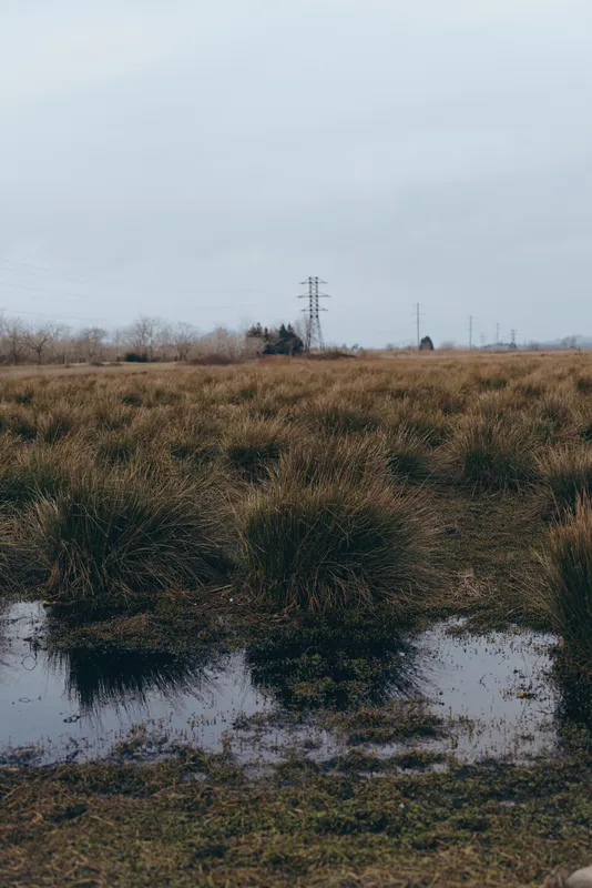 Landscape countryside field grass puddle mirrors overcast sky, quiet rural outdoors with winter grassland, sparse leafless trees on horizon, distant powerline poles, minimalist outdoor lifestyle