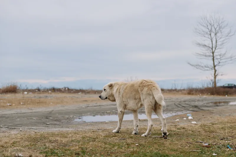 Dog walking across a barren landscape with puddles, gray sky and sparse trees, conveying loneliness and outdoor exploration in a wide natural setting