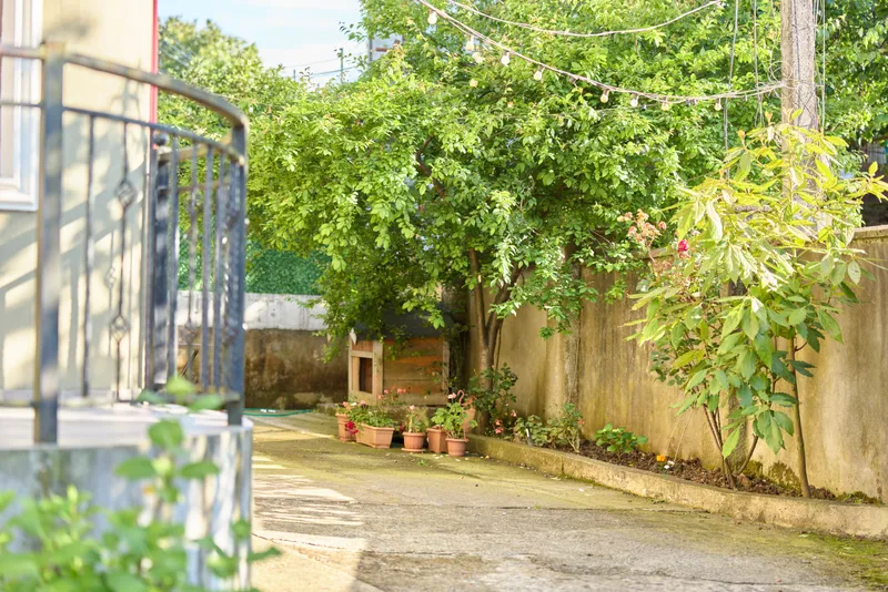 Sunny garden courtyard with a stone path, plants and trees, bright sunlight on the outdoor yard, lush greenery, and a calm ambiance that suggests a relaxing lifestyle moment