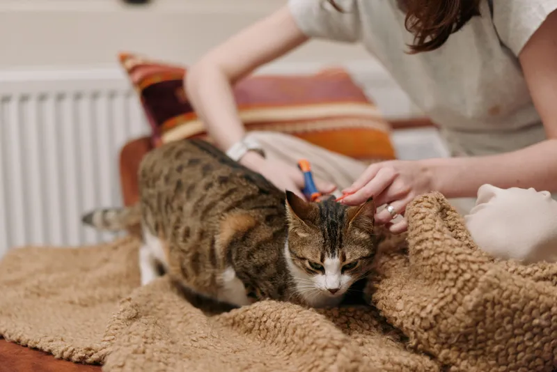 Woman lifestyle, petting cat on sofa, tabby cat resting on cozy blanket at home, caring hands with gentle touch, fur close up, indoor relaxation, peaceful afternoon