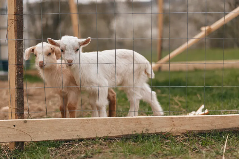 Two young baby goats stand close together behind a wire fence on a grassy farm area during a calm day in spring.