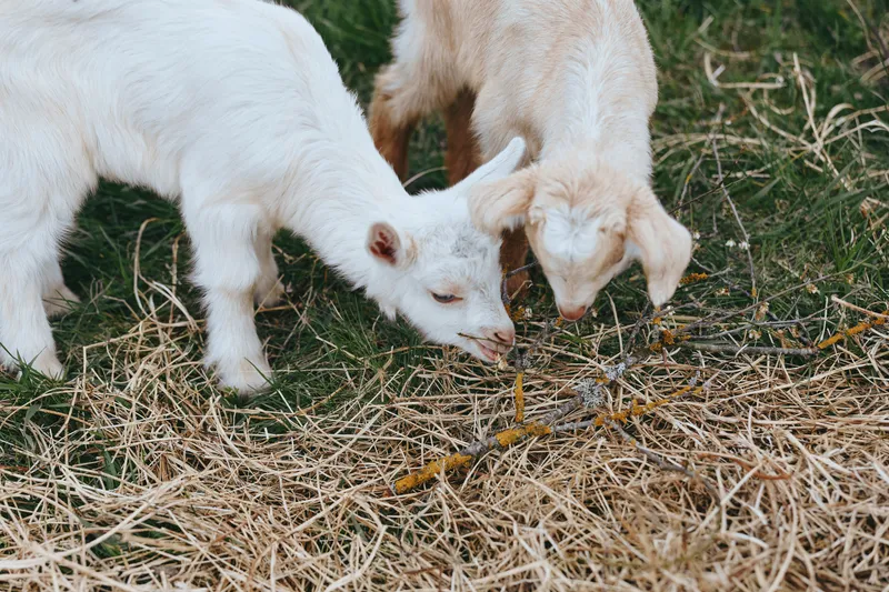 Two young goats nibble dry straw in a sunlit farmyard, showing playful companionship and simple rural life. A lifestyle scene highlighting curiosity, nature, and gentle animal behavior.