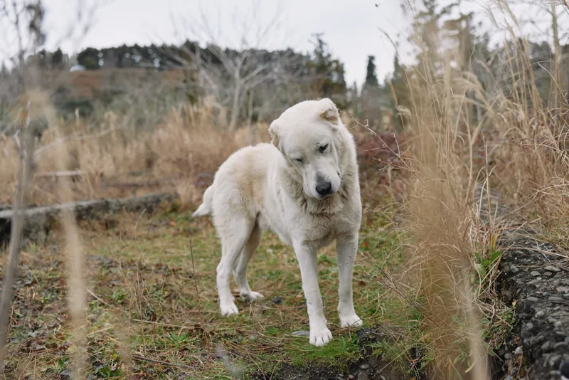 White dog standing in a field, calm expression and attentive gaze against rural grass and fence, an outdoor animal portrait with natural light and rustic mood