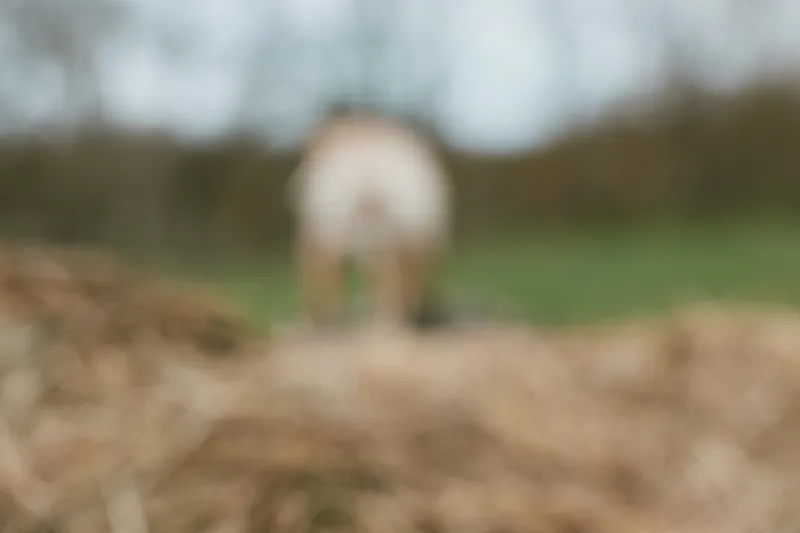 Young woman in casual clothes gently holds a small goat in her arms while standing in a green field during a bright spring day with a joyful expression.