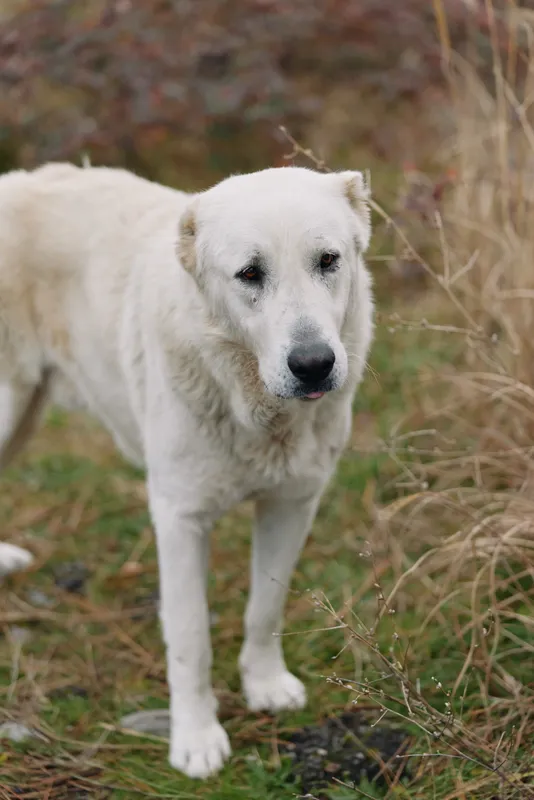 White dog standing in a grassy field, outdoor portrait with calm, attentive canine in a natural setting among tall grass and autumn tones.