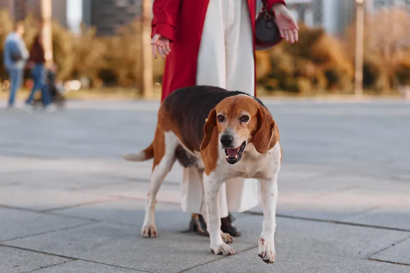 Beagle dog walks on a city sidewalk near a woman wearing a red coat and white pants during a sunny day with a blurred urban background.