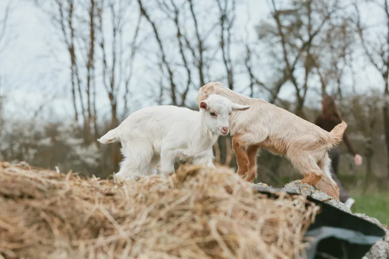 Two young goats stand on a straw bale in a rural yard, a calm farm scene with natural light, outdoor animals, and a playful moment among livestock in a countryside setting.