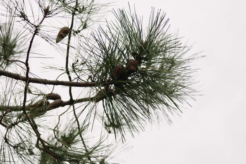 Pine branch with long needles and pinecones against a pale sky, showcasing natural texture and winter calm, close up nature scene suitable for outdoor decor