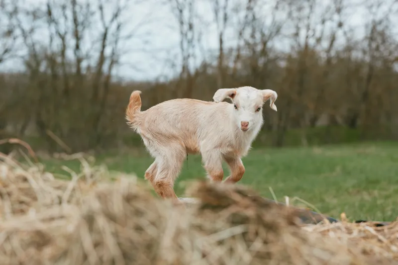 Goat kid exploring a grassy field, playful movement in a rural pasture, natural textures, soft hay foreground, gentle breeze, warm tones, rustic outdoor scene, wildlife mood