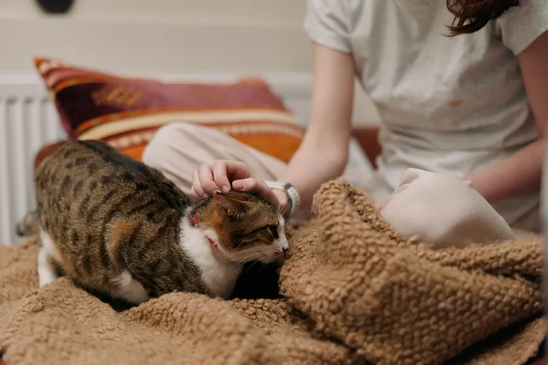 Woman lifestyle, hands gently pet cuddling a tabby cat on a beige teddy blanket at home, cozy comfort in living room, soft natural light, gentle care.
