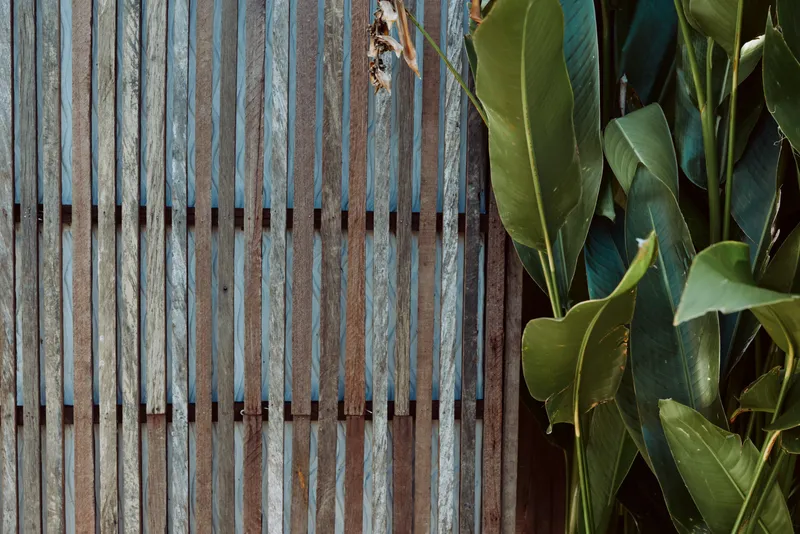 Close-up of green leaves growing next to a rustic wooden fence with vertical slats, creating a natural contrast between foliage and weathered wood in an outdoor setting.