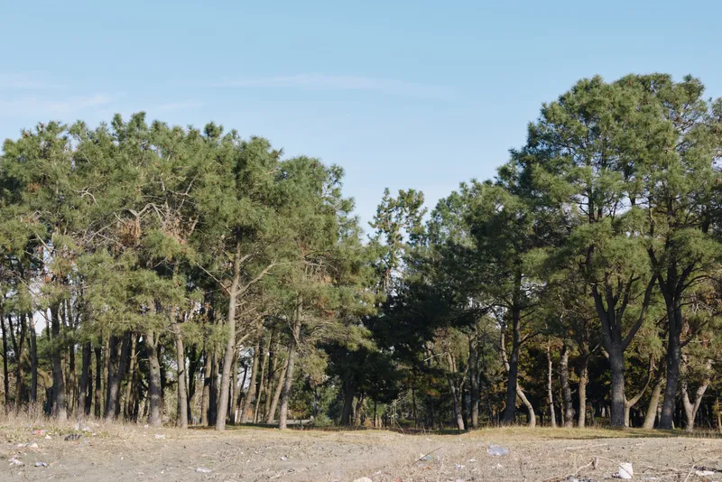 Forest edge with tall trees, green foliage and clear sky, open ground and natural light creating a calm outdoor woodland landscape for nature, hiking, park scenes and quiet atmosphere