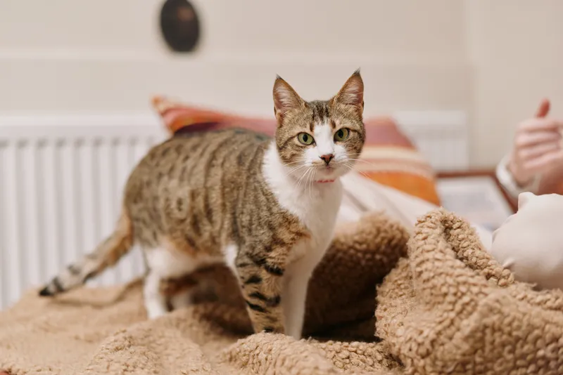 Cozy bedroom lifestyle scene, cat and tabby feline sitting on bed, soft blanket texture, woman hand gently touching fur, warm daylight, calm indoor pet moment