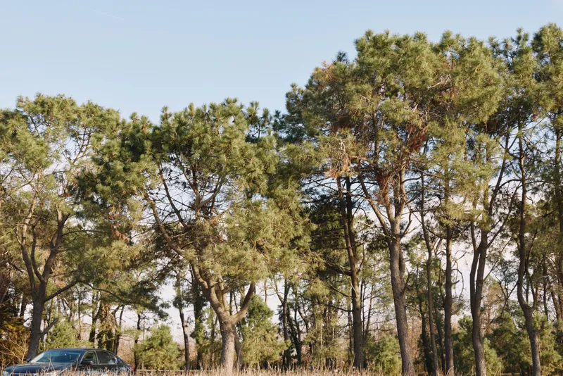 Forest edge with tall pine trees and clear sky, a lone car visible at the bottom left, natural landscape with sunlight filtering through branches.