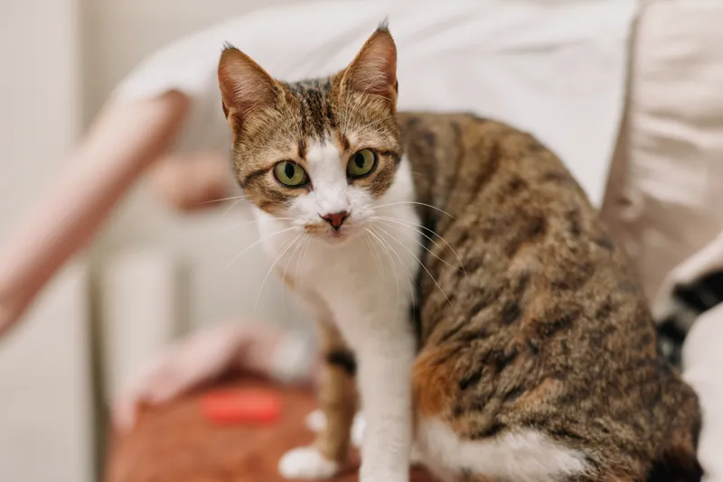 Cat closeup on a sofa at home, woman petting gently in soft focus. Warm home lifestyle scene, calm mood, domestic companion with green eyes, shallow depth of field, natural light softly.
