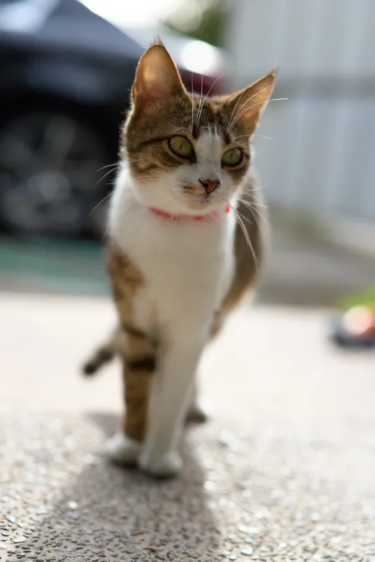 Curious tabby cat with white chest walks on a sunlit driveway, pink collar visible, focused gaze toward camera, casual outdoor moment captured during daytime.