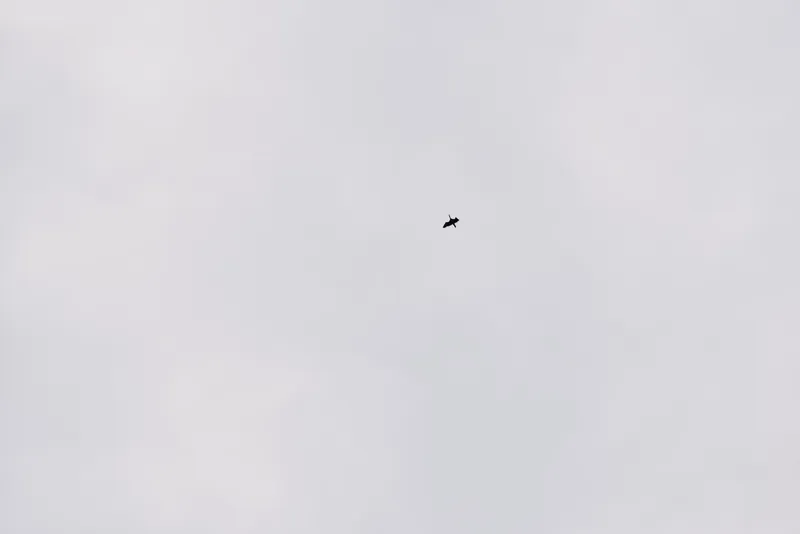 Minimal sky scene with a lone bird in flight, showcasing vast emptiness and tranquil nature against a pale expansive backdrop