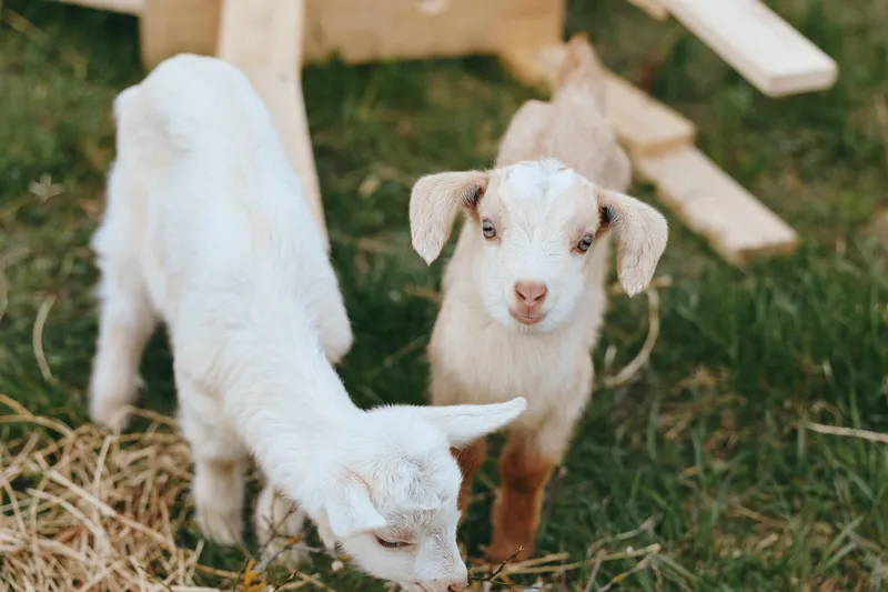 Goat, kid, farm, animals, outdoors, playful, sunlight, meadow describe two kids exploring a sunlit farm yard, sniffing grass near wooden rails, capturing a warm lifestyle moment of rural care
