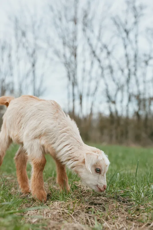 Goat kid grazing in a grassy field, rural outdoor scene with calm natural light, a simple farm landscape showing animal life and peaceful countryside atmosphere ideal for lifestyle, nature, farm, and