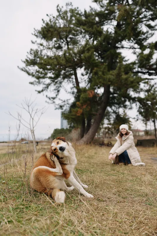 Dog resting on a grassy field in a park with a woman in the background, autumn scenery, trees and calm atmosphere, photography capturing companionship and leisure moments outdoors.
