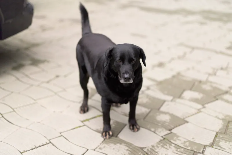 A small black dog stands on a tiled outdoor pavement, looking at the camera with curiosity in an urban street scene, capturing a candid pet moment.