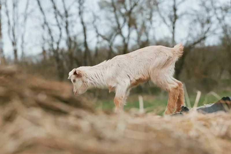 A goat kid explores a sunlit hillside, curious and alert, while dry grass and rocks frame its silhouette in a natural landscape. This image conveys rural, outdoor animal curiosity.