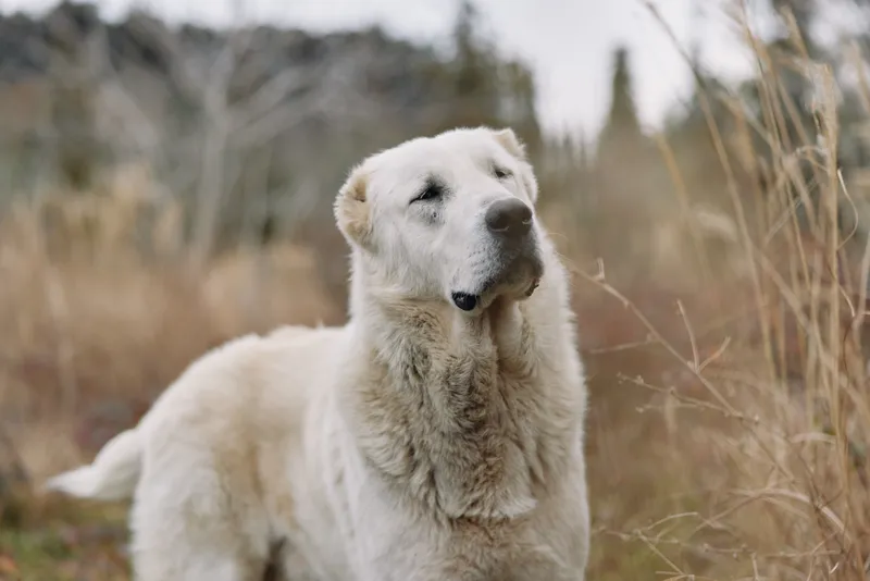 Dog, white, outdoor portrait in a field with tall grass, calm expression and fluffy fur, capturing a gentle canine in natural scenery