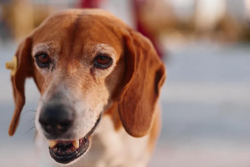 Close-up of a brown and white dog with soulful eyes looking directly at the camera on a bright day outdoors.