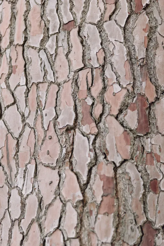 Cracked surface with stone texture and rugged wall detail, showcasing an earthy pattern on a dry climate inspired backdrop