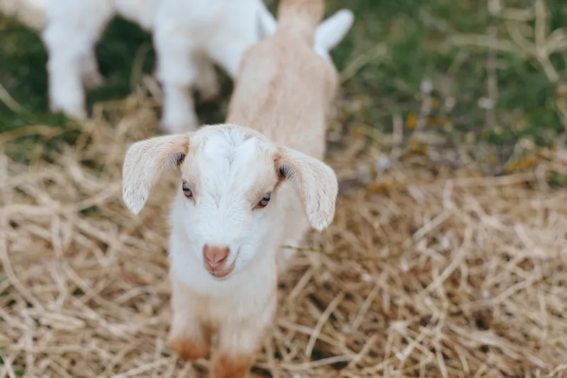 Young goat kid stands on dry straw in a rustic outdoor setting with soft natural light and blurred background of other goats and greenery.