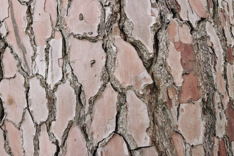 Close-up of bark texture with cracked surface and natural pattern in earthy colors, showcasing rough weathered layers and organic detail for nature stock and macro study of trunk surface