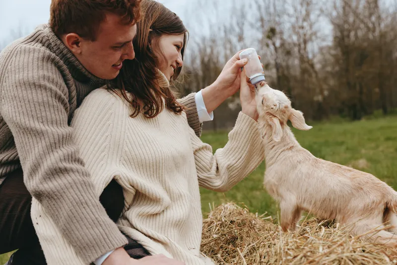 Cheerful couple outdoors bottle feeding a young goat kid in a grassy field, cozy sweaters, warm sunlight, intimate moment, rustic setting, natural colors, gentle interaction, candid lifestyle
