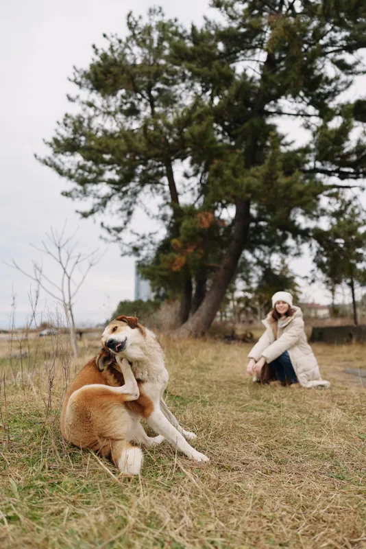 Dog and woman in a grassy field enjoying outdoor play, autumn scene with trees, candid moment of companionship and gentle activity, cozy clothing and relaxed atmosphere for lifestyle or pet care