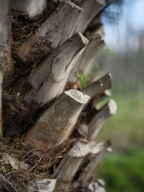 Rustic outdoor closeup of weathered wood fence, rough beam with cobwebs and straw, dusty texture and aged patina in soft sunlight, quiet lifestyle