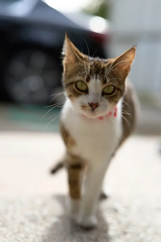Curious cat walking toward the camera in bright outdoor light, focused gaze, soft shadows, textured ground, warm tones, everyday pet moment captured up close, natural setting